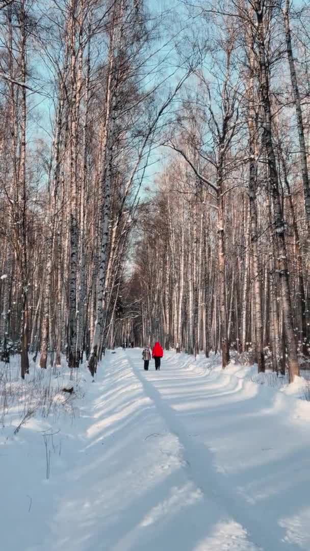 Az emberek sétálnak hófödte parkban napsütéses téli napon, fák levelek nélkül, hosszú árnyékok, erdő elvont háttér — Stock videók