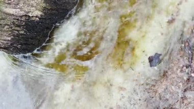 Erimiş karlar bir ağaç gövdesinin etrafında akar, dere baharın ilk günlerinde buz ve kir içinde akar, bir su birikintisindeki ağaçların yansıması, güneşli bir gün.