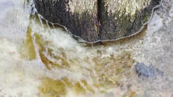 Salju mencair mengalir di sekeliling batang pohon, Sungai mengalir melalui es dan kotoran di taman pada hari-hari pertama musim semi, refleksi pohon-pohon di genangan air, hari yang cerah — Stok Video