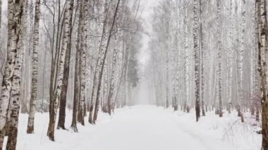 Ağır kar, büyük kar taneleri, vahşi park, kış ağaçları, ağaçların gövdesinden toplanmış kalabalık, kar fırtınası. Orman soyut geçmişi, ağır çekim, hiç kimse