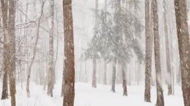 Ağır kar, büyük kar taneleri, vahşi park, kış ağaçları, ağaçların gövdesinden toplanmış kalabalık, kar fırtınası. Orman soyut geçmişi, ağır çekim, hiç kimse