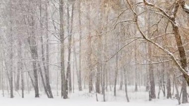 Ağır kar, büyük kar taneleri, vahşi park, kış ağaçları, ağaçların gövdesinden toplanmış kalabalık, kar fırtınası. Orman soyut geçmişi, ağır çekim, hiç kimse