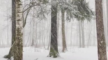 Ağır kar, büyük kar taneleri, vahşi park, kış ağaçları, ağaçların gövdesinden toplanmış kalabalık, kar fırtınası. Orman soyut geçmişi, ağır çekim, hiç kimse