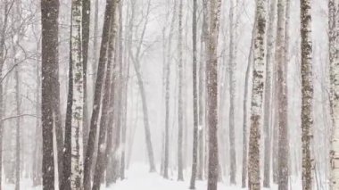 Ağır kar, büyük kar taneleri, vahşi park, kış ağaçları, ağaçların gövdesinden toplanmış kalabalık, kar fırtınası. Orman soyut geçmişi, ağır çekim, hiç kimse