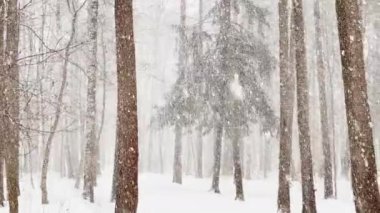 Ağır kar, büyük kar taneleri, vahşi park, kış ağaçları, ağaçların gövdesinden toplanmış kalabalık, kar fırtınası. Orman soyut geçmişi, ağır çekim, hiç kimse