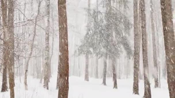 Video lento come va una neve pesante nel bosco, Grandi fiocchi di neve, parco selvatico, alberi invernali, il massiccio da un tronco di alberi, bufera di neve. Foresta sfondo astratto, rallentatore, nessuno — Video Stock