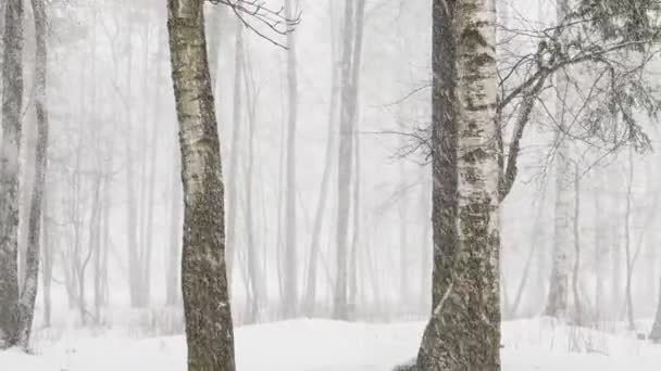 Vídeo lento como va una fuerte nieve en el bosque, Grandes copos de nieve, parque salvaje, árboles de invierno, el macizo de un tronco de árboles, ventisca. Bosque fondo abstracto, cámara lenta, nadie — Vídeos de Stock