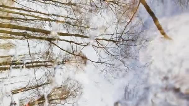 В лесу начинается весна, вертикальное видео, деревья стоят в воде, солнечный день, участки света и отражение на воде, стволы деревьев отражаются в луже, ручьи текут, скрывают снег — стоковое видео