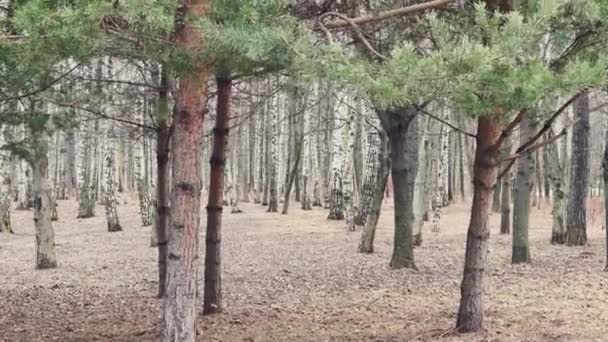 Citra panorama taman musim semi pada hari berawan, batang-batang pohon birch dan evergreen, gerakan lambat — Stok Video