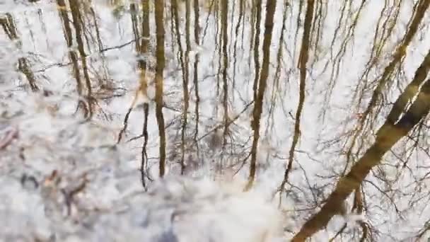 W las zaczynam się wiosna, drzewo stoję w woda, słoneczny dzień, łatka światło i refleksja na woda, lufa drzewo odbity w kałuża, strumień płynę, chowam śnieg — Wideo stockowe