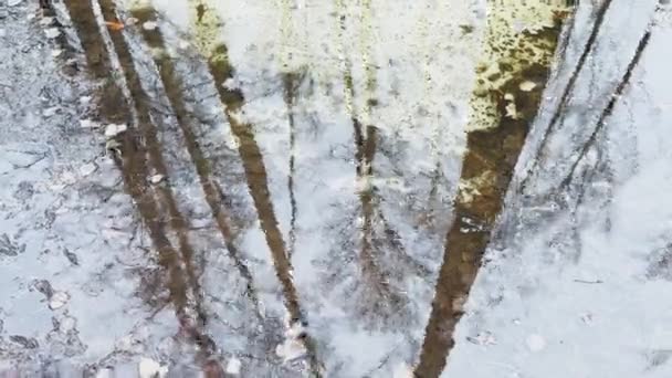 In the wood the spring begins, trees stand in water, a sunny day, patches of light and reflection on water, trunks of trees are reflected in a puddle, streams flow, conceals snow — Stock Video