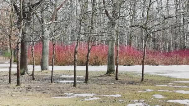 Panoramabild av vår park, skugga av svarta stammar av träd på solig dag — Stockvideo