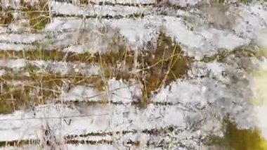 Ormanda ilkbahar başlar, ağaçlar suda durur, güneşli bir gün, su üzerindeki ışık ve yansıma alanları, ağaçların gövdeleri bir su birikintisine yansıtılır, nehirler akar, karı gizler.