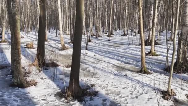 Snow covered park in sunny winter day, trees without leafs, long shadows, forest abstract background, nobody — Stock Video