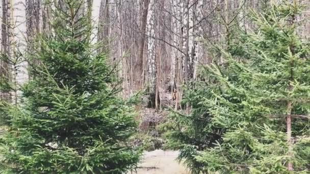 Зелені ялинки стоять поруч один з одним в лісі в ясний сонячний день, сніг майже тане, повільний рух, яскраво-зелений колір — стокове відео