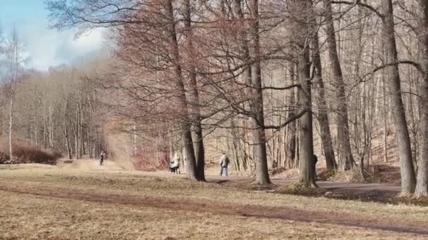 Russia, St.Petersburg, 08 April 2021: Few womens are walking with baby carriages in public park, the clear weather — Stock Video