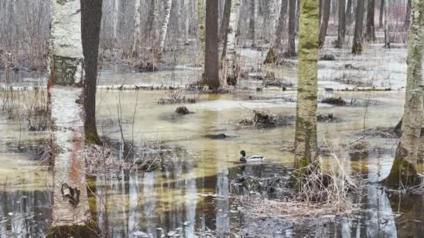 Das Entenpaar schwimmt im überfluteten Wald, der Frühling beginnt, Bäume stehen im Wasser, ein bewölkter Tag, Lichtflecken und Reflexion auf dem Wasser, Baumstämme spiegeln sich in einer Pfütze, Bäche fließen — Stockvideo