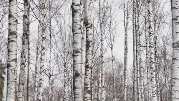 Imagens panorâmicas de Birchwood do parque primaveril, um monte de birchh no dia nublado, sem pessoas — Vídeo de Stock