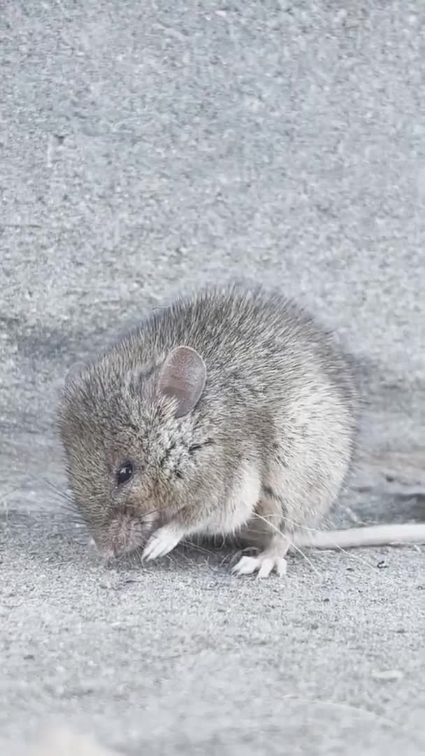 Küçük tarla faresi asfaltta hareketsiz oturmaz ve hızlı nefes alır, muhtemelen hastadır. — Stok video