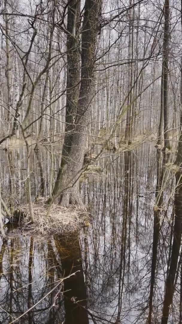In het bos begint de lente, bomen staan in het water, een zonnige dag, lichtvlekken en reflectie op het water, stammen van bomen worden gereflecteerd in een plas, beken stromen, verbergt sneeuw — Stockvideo