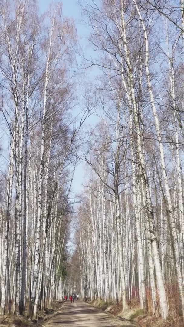 Die Panorama-Aufnahmen des Frühlingsparks bei sonnigem Wetter, Schatten schwarzer Baumstämme bei klarem Wetter, vertikale Aufnahmen — Stockvideo