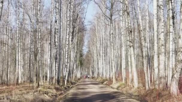 Панорамные кадры весеннего парка в солнечный день, тень черных стволов деревьев в ясную погоду — стоковое видео