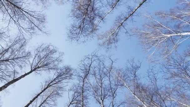 Hochwertige kreisförmige Aufnahmen von Bäumen im Frühlingspark, Baumkronen weißer Baumstämme am blauen Himmel, weites Objektiv, Blick von unten, niemand — Stockvideo