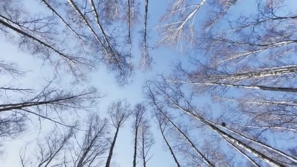 Υψηλής ποιότητας κυκλικό υλικό από δέντρα στο ανοιξιάτικο πάρκο, κορυφές δέντρων από λευκούς κορμούς δέντρων στον γαλάζιο ουρανό, ευρύς φακός, κάτω όψη, κανείς — Αρχείο Βίντεο