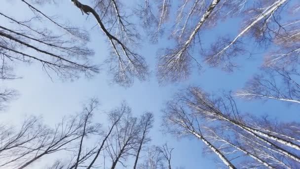 Hoge kwaliteit cirkelvormige beelden van bomen in het voorjaar park, Tops van bomen van witte stammen van bomen in de blauwe hemel, brede lens, onderste zicht, niemand — Stockvideo