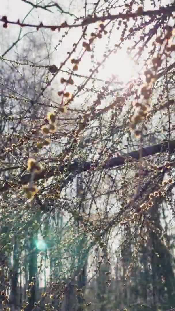 Takken van de wilg beginnen te bloeien in het park in het zonnige weer, de eerste dagen van de lente, takken golf op een wind, zon vlekken van het licht in een lens, verticale beelden — Stockvideo