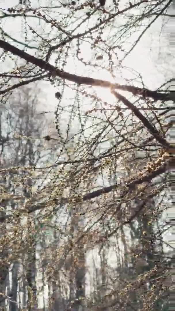 Zweige einer Weide blühen im Park bei sonnigem Wetter, die ersten Frühlingstage, Zweige wehen im Wind, Sonnenflecken in der Linse, vertikale Filmaufnahmen — Stockvideo