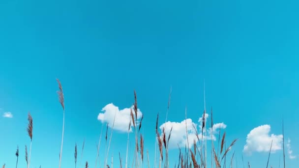 Césped superior en el cielo azul con el fondo de nubes, un viento pequeño, pocas nubes pequeñas, sin gente, material de archivo de cerca — Vídeo de stock