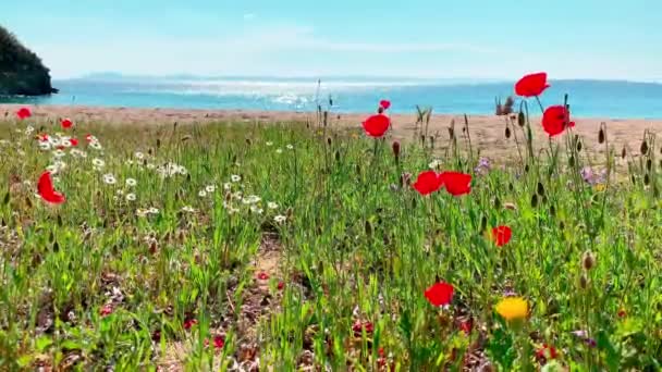 Pusta plaża bez turystów przeciwko konfliktowi między krajami Turcji i Rosji, Czerwone kwiaty na pierwszym planie, lazurowa spokojna woda, idealne miejsce na prywatność — Wideo stockowe