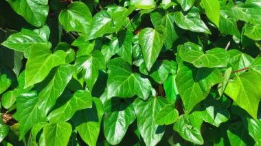 Yeşil yapraklardan oluşan duvar güneşte parlıyor. Görüntüyü kapat.