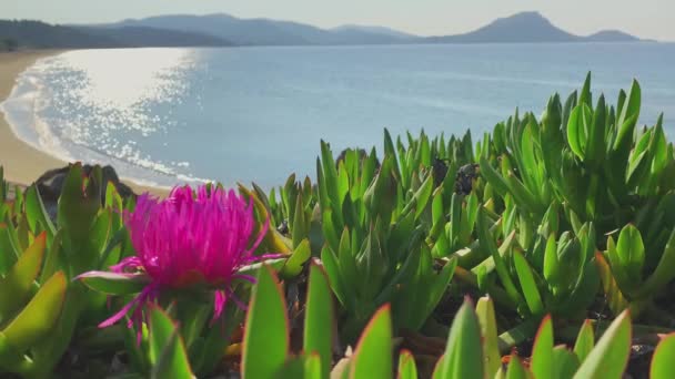 Велика квітка фіолетового кольору і товсте зелене листя на тлі мальовничого морського пейзажу блакитної лагуни з порожнім громадським пляжем на світанку, гори на фоні, без туристів, блакитна вода — стокове відео