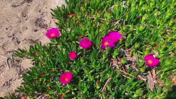 Grande flor de cor roxa e folhas verdes grossas na praia, imagens de close-up — Vídeo de Stock