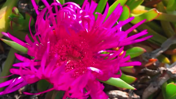 Велика квітка фіолетового кольору і товсте зелене листя на пляжі, крупним планом кадри — стокове відео
