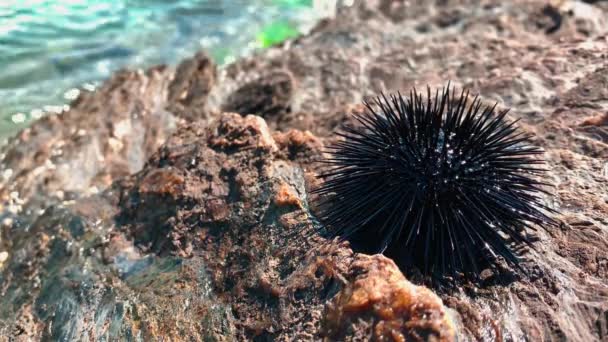 Mořský ježek hýbe jehlami, ježek je na kameni pod širým nebem, záběry z blízka — Stock video