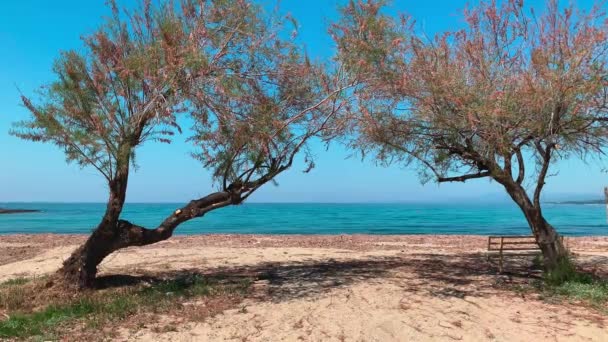 Blommande träd med rosa blommor mot en pittoresk havet landskap av en blå lagun med en tom allmän strand vid soluppgången, berg på en bakgrund, utan turister, azurvatten — Stockvideo