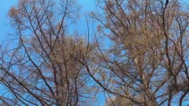 Bahar parkında hareket halindeki ağaçların yüksek kaliteli görüntüleri, mavi gökyüzündeki ağaçların tepeleri, alt manzara, insan yok.