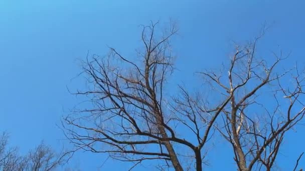 Imágenes de alta calidad de árboles en movimiento en el parque de primavera, Tops of trees in the blue sky, bottom view, no people — Vídeo de stock