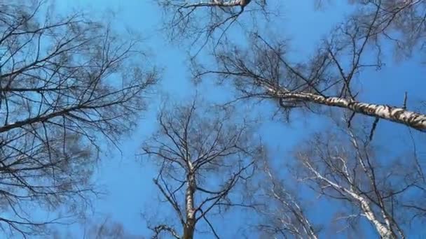 Imágenes de alta calidad de árboles en movimiento en el parque de primavera, Tops of trees in the blue sky, bottom view, no people — Vídeos de Stock