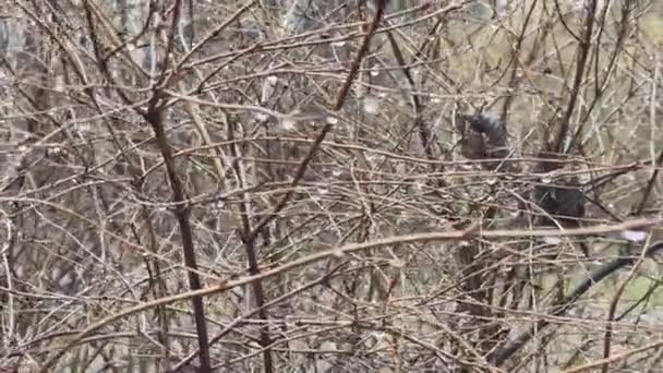 Regn droppar på nakna grenar i början av våren, slow motion, inga människor på bakgrunden — Stockvideo