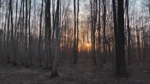 Las imágenes panorámicas del parque de primavera al atardecer, el sol a través de los troncos negros, el atardecer — Vídeos de Stock