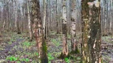 Bahar parkının huş ağaçlarının hareketli panoramik görüntüleri, ilk bahar çimenleri, bulutlu bir günde bir sürü huş ağacı, yalnız yuva kutusu, insan yok.