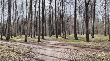 Güneşli bir günde bahar parkının panoramik görüntüleri, açık havada siyah ağaç gövdelerinin gölgeleri, ilk yeşil çimenler, insanlar olmadan.