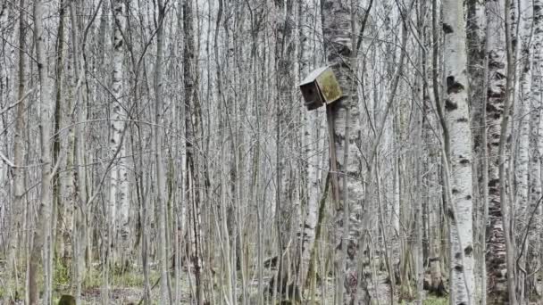 Filmagem imóvel de bétula do parque primaveril em movimento, Primeira grama primaveril, um monte de bétula em dia nublado, a caixa de aninhamento solitário, sem pessoas — Vídeo de Stock