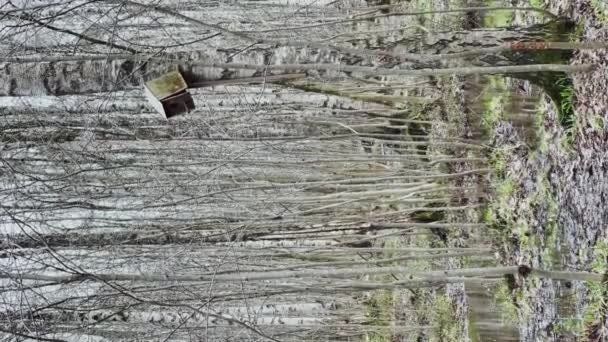 Imágenes verticales inmóviles de madera de abedul del parque de primavera en movimiento, la primera hierba de primavera, un montón de abedul en el día nublado, la caja de anidación solitaria, sin gente — Vídeos de Stock