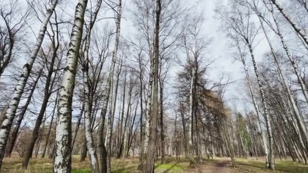 Den panoramabilder av våren park på solig dag, skuggor av svarta stammar av träd vid klart väder, första grönt gräs, utan människor — Stockvideo