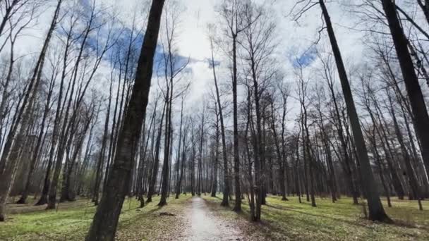 Güneşli bir günde bahar parkının panoramik görüntüleri, açık havada siyah ağaç gövdelerinin gölgeleri, ilk yeşil çimenler, insanlar olmadan. — Stok video